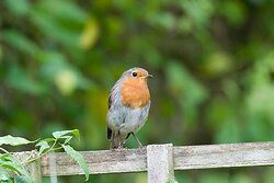 Robin