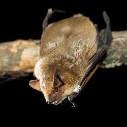 Breitflügelfledermaus