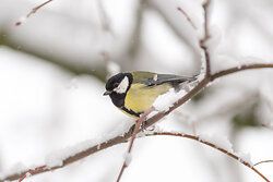 Great Tit