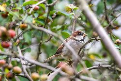 House Sparrow