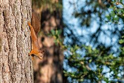 Eurasische Eichhörnchen