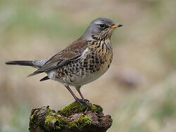 Kramsvogel