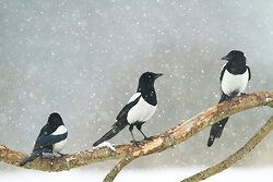 Magpie