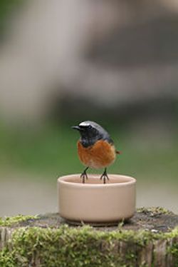 Gartenrotschwanz
