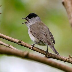 Blackcap