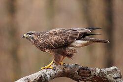 Mäusebussard