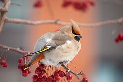 Pestvogel