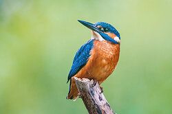 Eisvogel