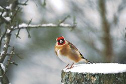 Goldfinch