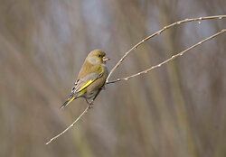 Greenfinch