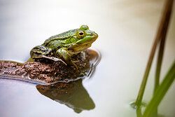 Kleiner Wasserfrosch