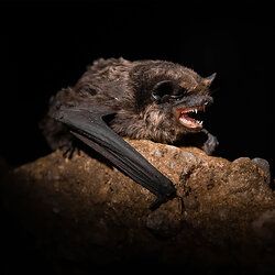 Wasserfledermaus