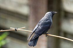Jackdaw