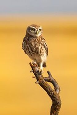 Little Owl