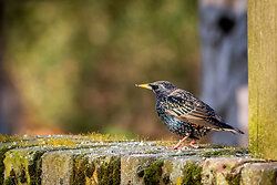 Starling