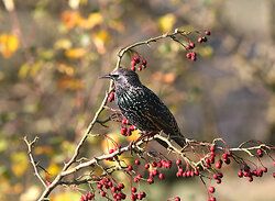Starling
