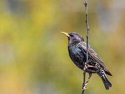 Starling
