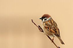 Tree sparrow