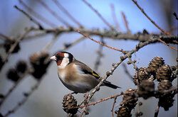 Goldfinch