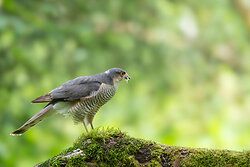 Sperwer