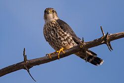Mäusebussard