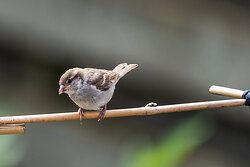 House Sparrow