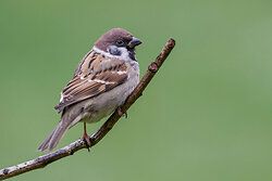 Tree sparrow