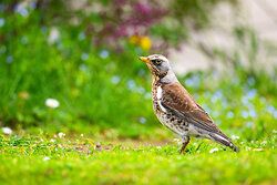 Kramsvogel