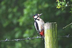 Great Spotted Woodpecker
