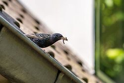 Starling