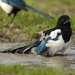 Magpie