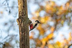 Great Spotted Woodpecker