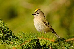 Wintergoldhähnchen