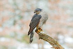 Sperwer