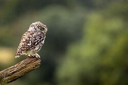 Little Owl