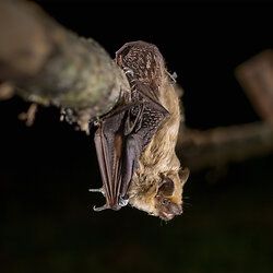 Breitflügelfledermaus