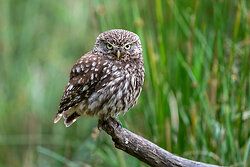 Little Owl