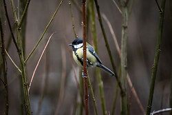  Great Tit