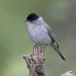 Blackcap
