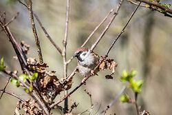 Tree sparrow