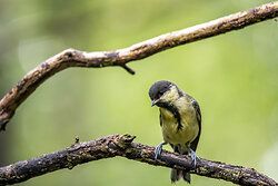  Great Tit