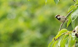 House Sparrow