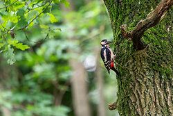 Great Spotted Woodpecker