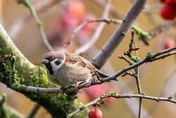 Tree sparrow