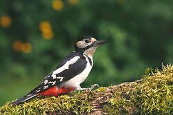 Great Spotted Woodpecker