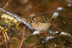 Wintergoldhähnchen