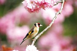 Goldfinch