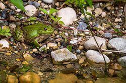 Kleiner Wasserfrosch