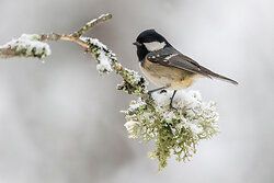 Coal Tit