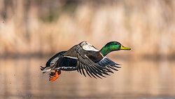 Stockente